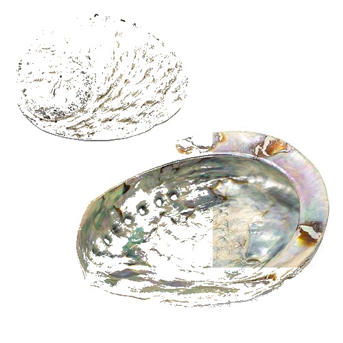 Concha de Abalone – 15/16