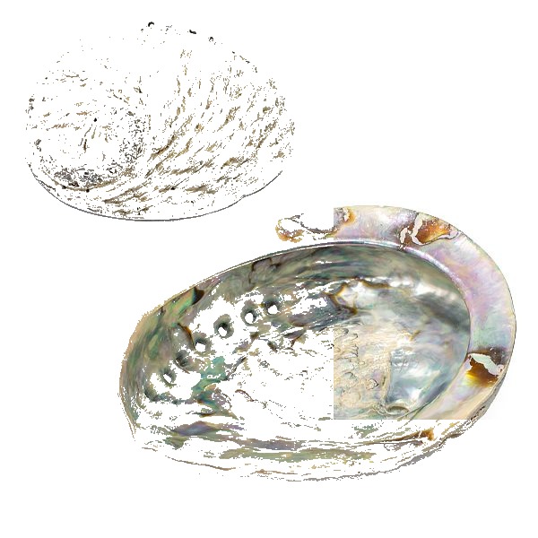 Concha de Abalone – 15/16 - Image 2