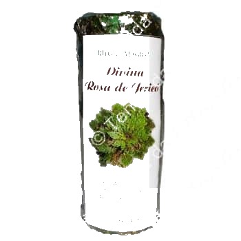 Velão da Divina Rosa de Jericó